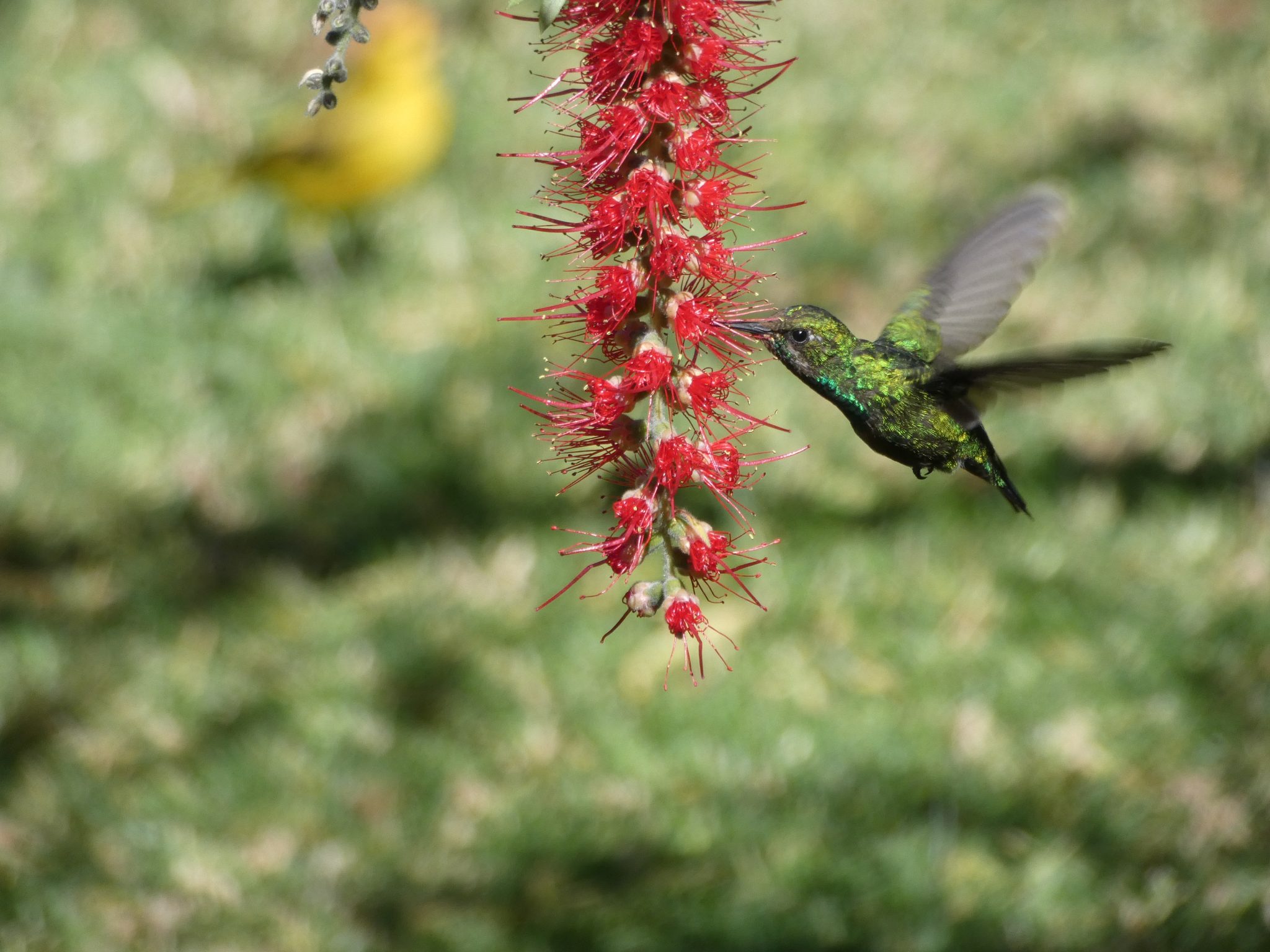 Hummingbird Photography with a Bridge Camera Techniques and Settings BirdDetails