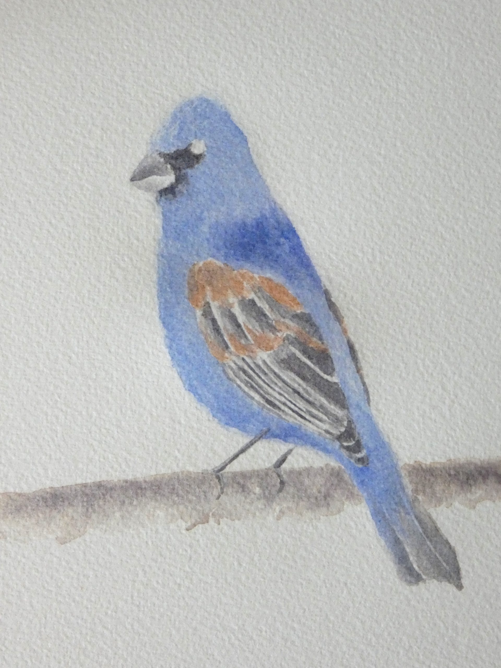 How to Paint a Blue Grosbeak with Watercolors - BirdDetails