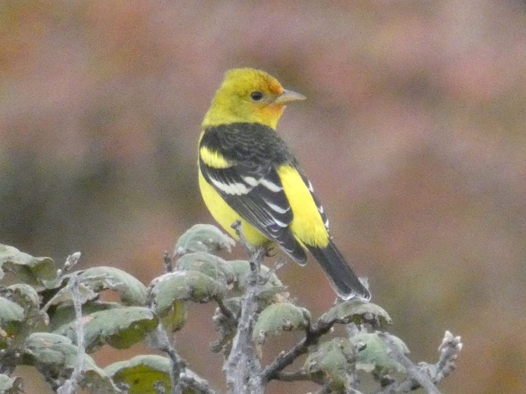 Western Tanager photo