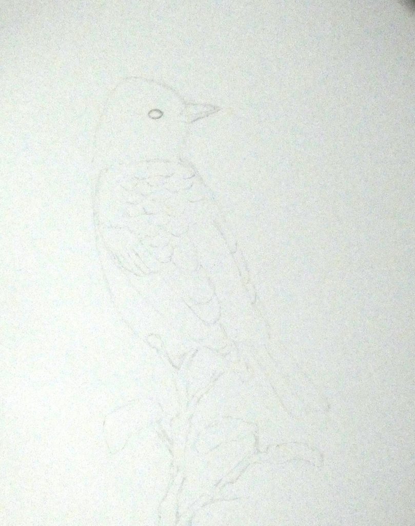 pencil drawing of a Western Tanager
