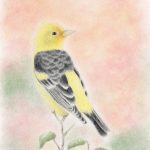 finished colored pencil drawing of a Western Tanager