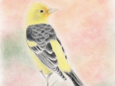 finished colored pencil drawing of a Western Tanager