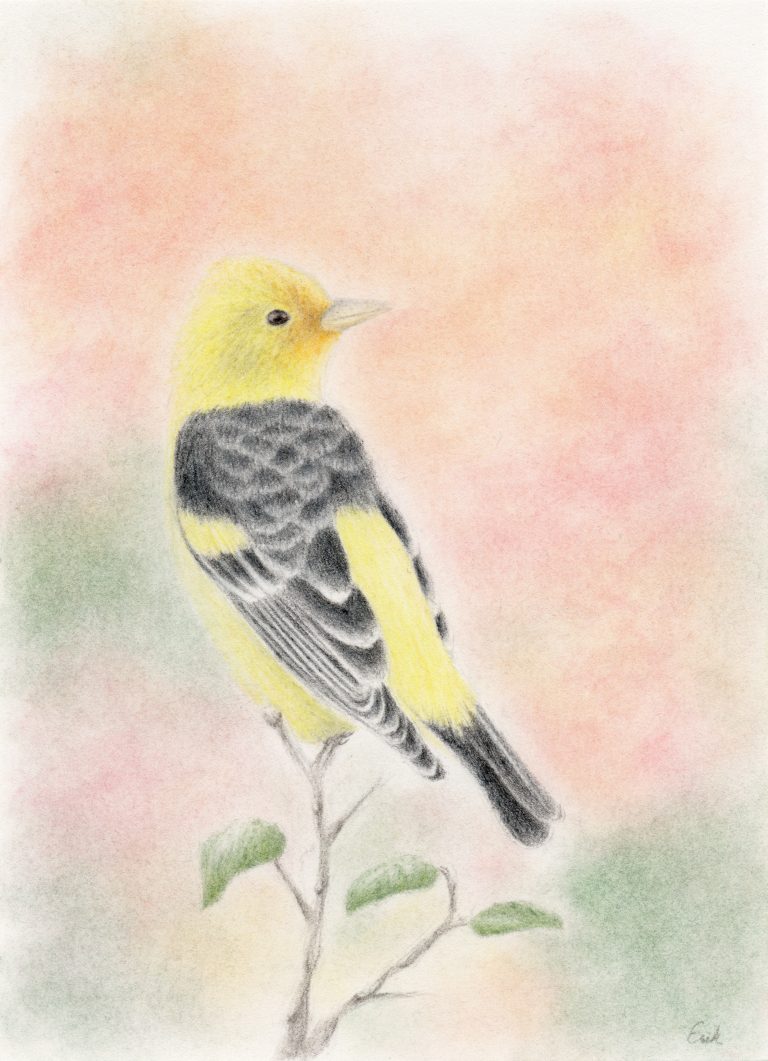 finished colored pencil drawing of a Western Tanager