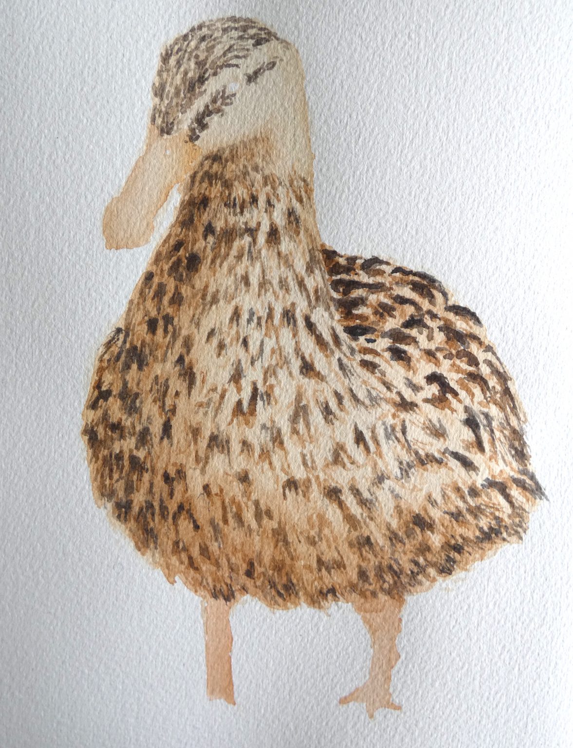How to Paint a Duck with Watercolors - BirdDetails