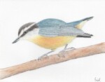 Red-breasted Nuthatch