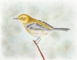 Townsend's Warbler
